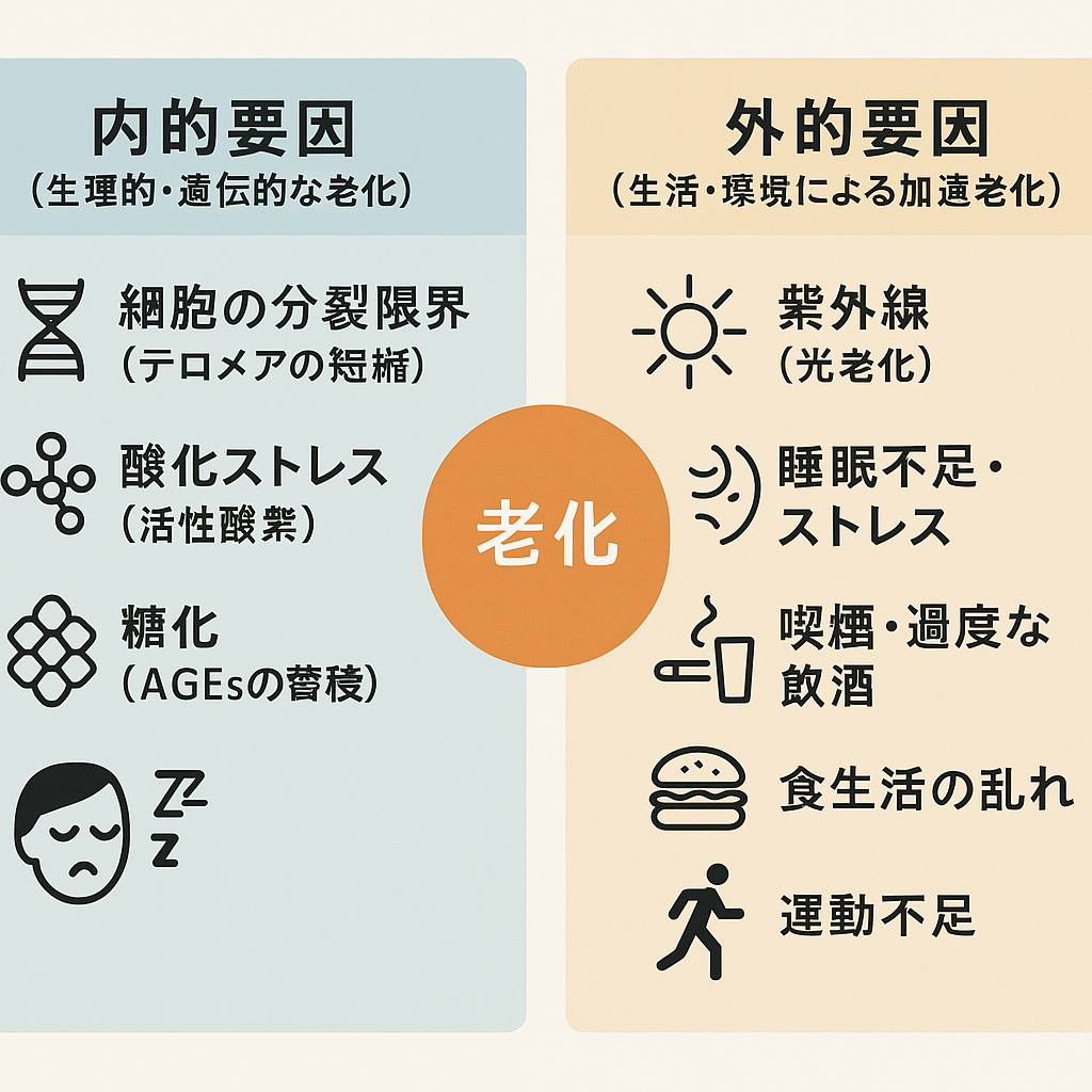 老化の原因は大きく分けて2種類